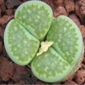 Lithops salicola "Malachite"-seeds-насіння- 15шт-