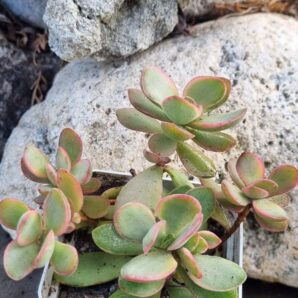 Crassula atropurpurea muirii variegata