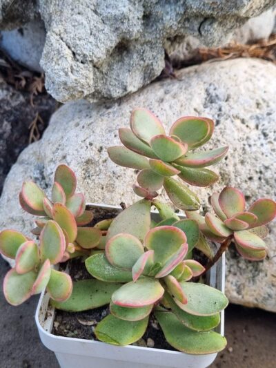 Crassula atropurpurea muirii variegata
