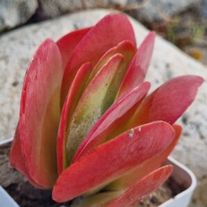 Kalanchoe Thyrsiflora