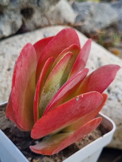 Kalanchoe Thyrsiflora