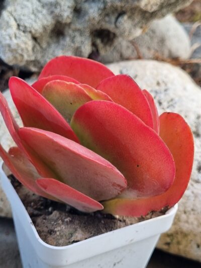 Kalanchoe Thyrsiflora - Зображення 2