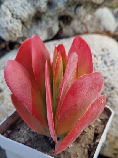 Kalanchoe Thyrsiflora - Зображення 3
