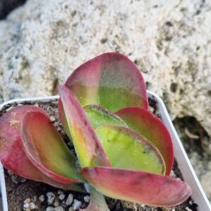 Kalanchoe Luciae variegated