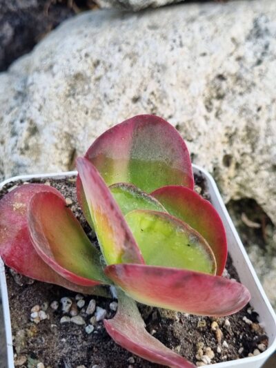 Kalanchoe Luciae variegated
