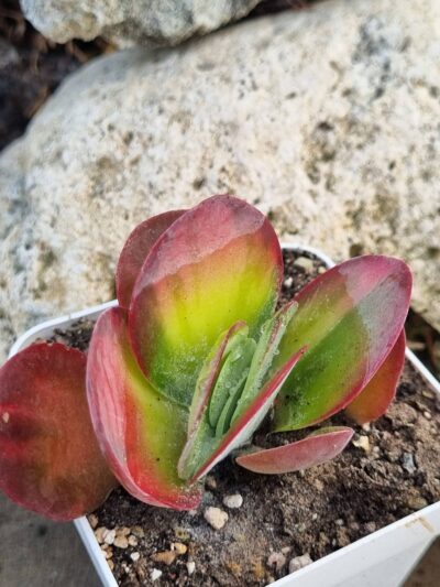 Kalanchoe Luciae variegated - Зображення 2