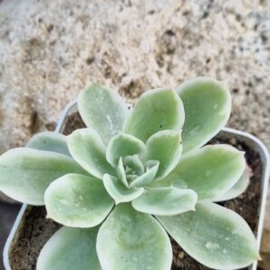 Echeveria Lemon rose var
