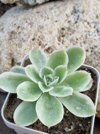 Echeveria Lemon rose var