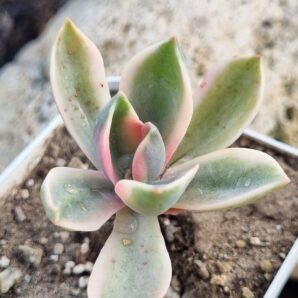 Graptoveria Fred Ives variegata