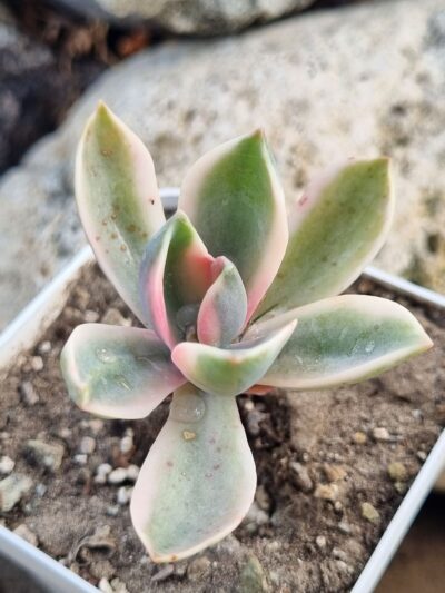 Graptoveria Fred Ives variegata