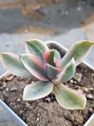 Graptoveria Fred Ives variegata - Зображення 2