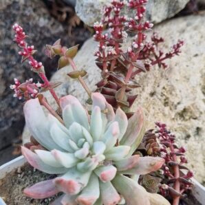 Pachyveria Scheideckeri var