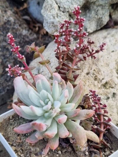 Pachyveria Scheideckeri var