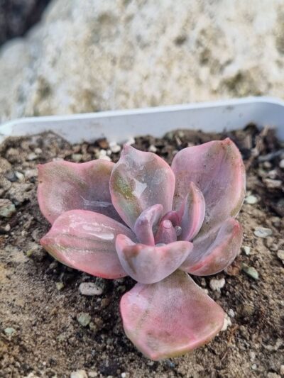 Echeveria Gipsy var - Зображення 2