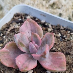 Echeveria Gipsy var