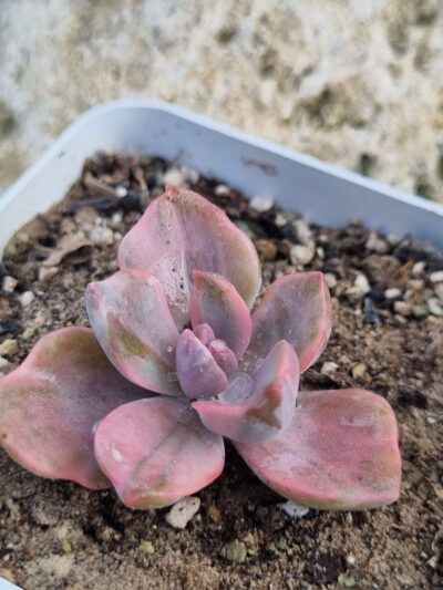 Echeveria Gipsy var