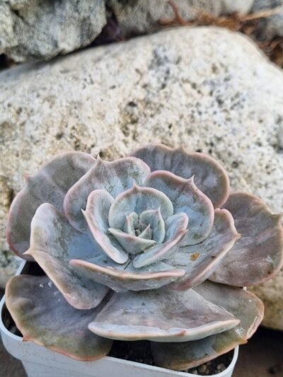 Echeveria Marble var - Зображення 2