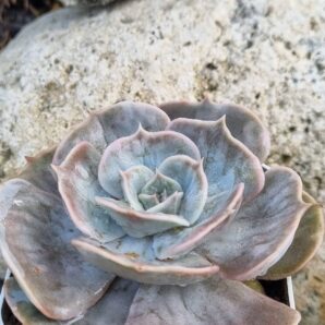 Echeveria Marble var