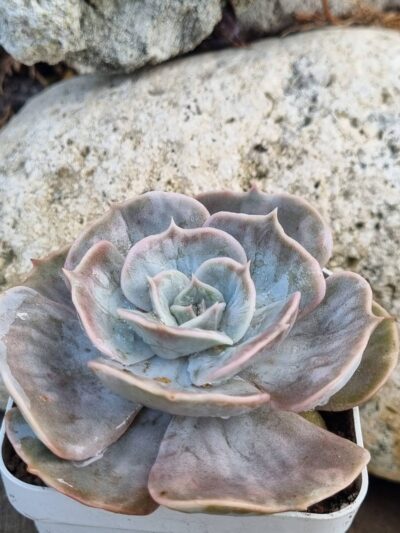 Echeveria Marble var