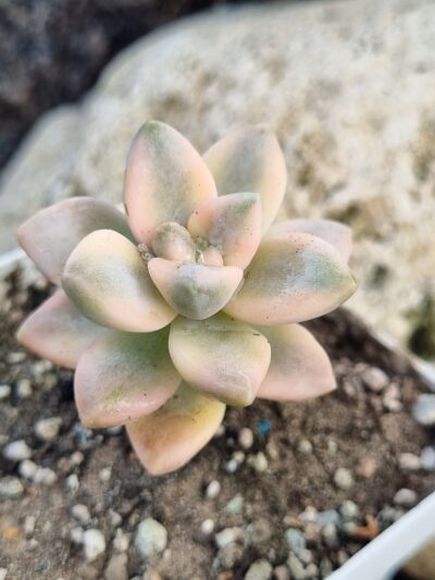 Graptopetalum Paraguayense var - Зображення 2