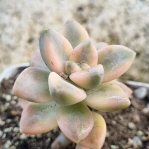 Graptopetalum Paraguayense var