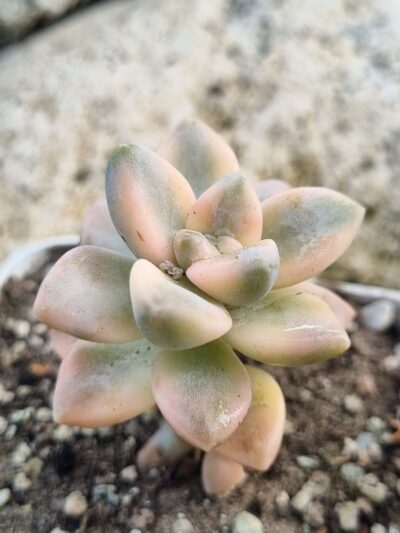 Graptopetalum Paraguayense var