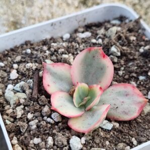 Echeveria Subsessilis var