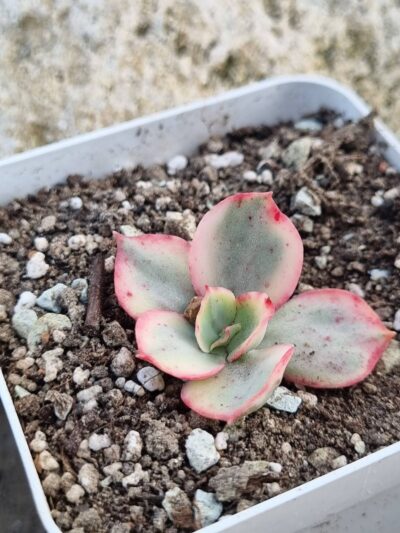 Echeveria Subsessilis var