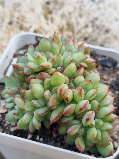 Echeveria Red King cristata Korean - Зображення 2