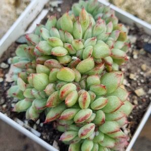 Echeveria Red King cristata Korean