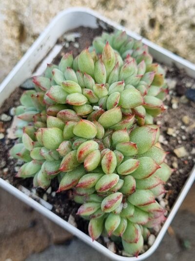 Echeveria Red King cristata Korean