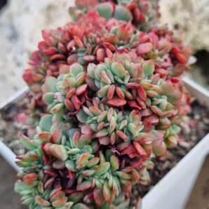 Echeveria Briar Rose cristata