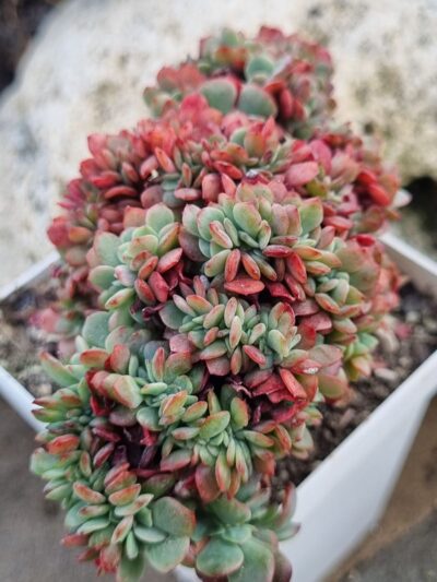 Echeveria Briar Rose cristata