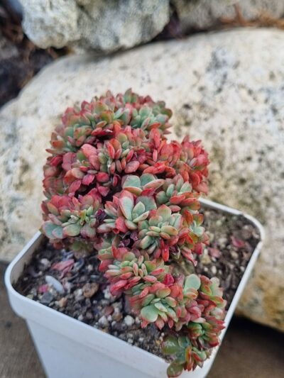 Echeveria Briar Rose cristata - Зображення 3