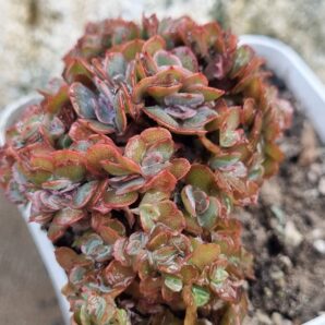 Echeveria Florence cristata