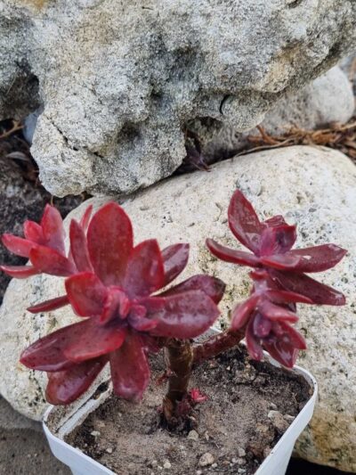 Echeveria Hanaikada - Зображення 2