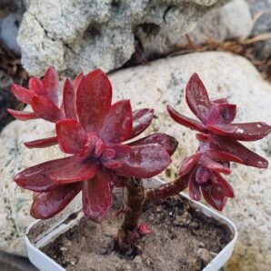 Echeveria Hanaikada