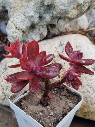 Echeveria Hanaikada