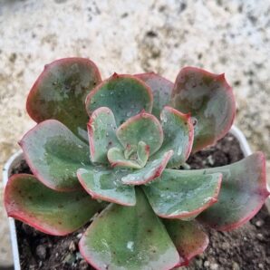 Echeveria Briar Rose
