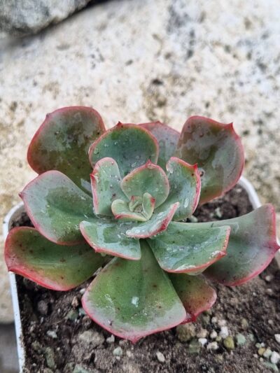 Echeveria Briar Rose
