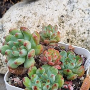 Echeveria Blue Elf