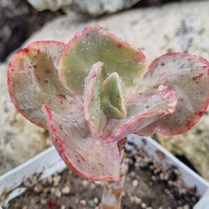 Echeveria Wild Butterfiely