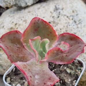 Echeveria Japan Moon River