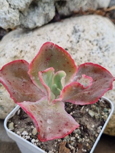 Echeveria Japan Moon River