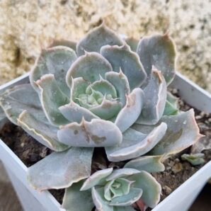 Echeveria Shaviana Mexican Hens