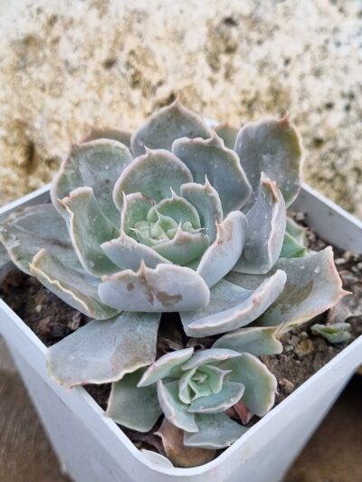 Echeveria Shaviana Mexican Hens