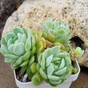 Echeveria Snow Ball