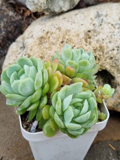 Echeveria Snow Ball
