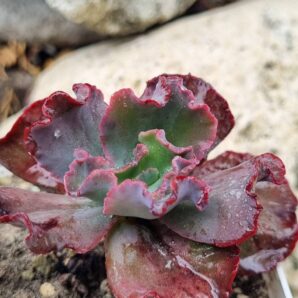 Echeveria Bumps