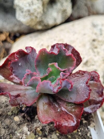 Echeveria Bumps